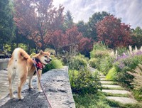 大自然の中を大冒険（提供：柴犬るなさん）