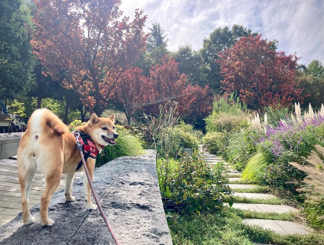 大自然の中を大冒険（提供：柴犬るなさん）