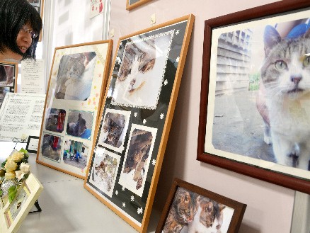 台風で被災した地域猫たちの姿を記録した写真展
