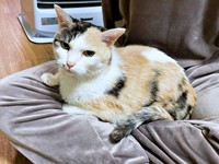 息子さんの膝上で温まるウララちゃん（画像提供：リキペペさん）