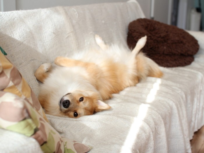 この人に無残に破壊されてカバーをかけているソファ