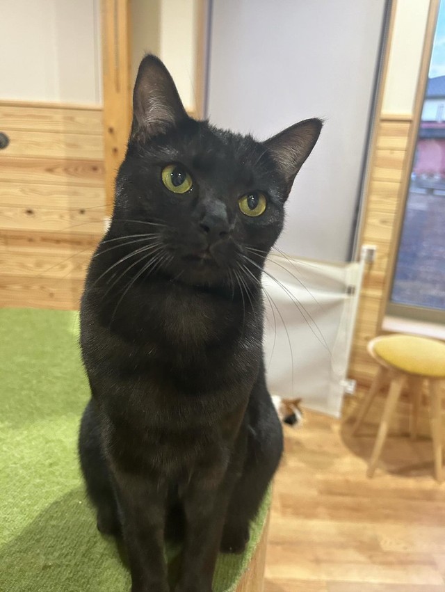 小首を傾げる表情が可愛い＝さとう＠猫ぼっこさん（@necobokko）提供