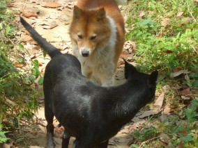 「野犬問題」改善の兆し　山口県、すべての保護犬猫の譲渡めざす