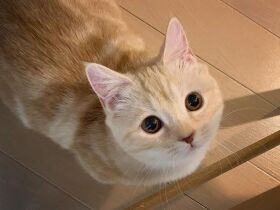 ねこびしを上手にドリブル　困り顔のマンチカン「チコ」　