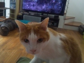 ペットロスを先取り？　歯石取りで愛猫の梵天丸が半日入院！