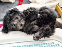 「こぐま期」の生後2カ月、愛らしいエマちゃん（画像提供：エマです！さん）