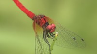 日本一小さな「ハッチョウトンボ」