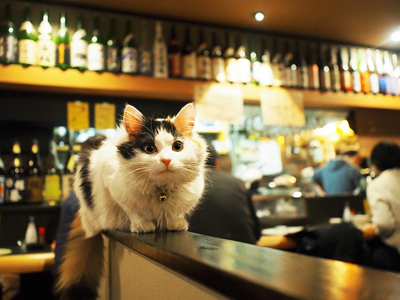 バルイロドリ店内