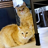 お迎え時は推定1歳。寄り添う（手前）健ちゃん（奥）剛くん（画像提供：ほとぷぅとごうとけんさん）