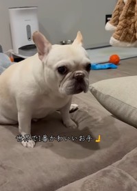 「“お手”しましたけど？」不思議そうなろーらちゃん（提供：＠kurokiaya0213さん）

