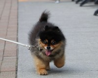 散歩中に「足が太いから大きくなるね。セントバーナードになるんじゃない？」って言われて…ご本人、大喜びでした（笑）」というひと言とともに投稿されていた写真　画像提供：たろ吉(メスのポメ)の飼い主さん