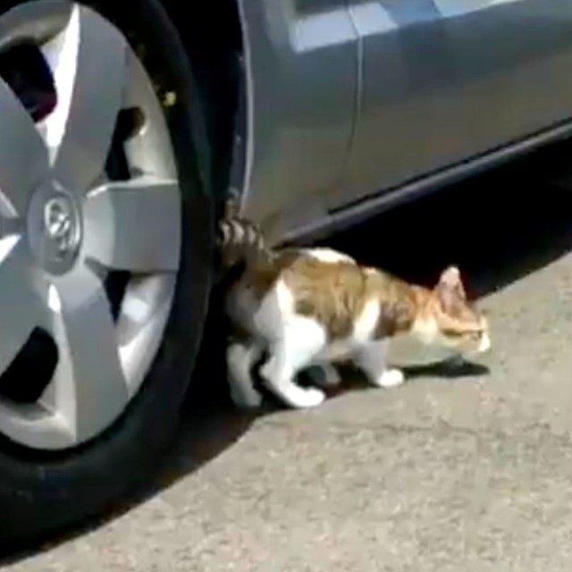 保護前、車の下からおそるおそる姿を現すサブちゃん（画像提供：KIYOKOさん）