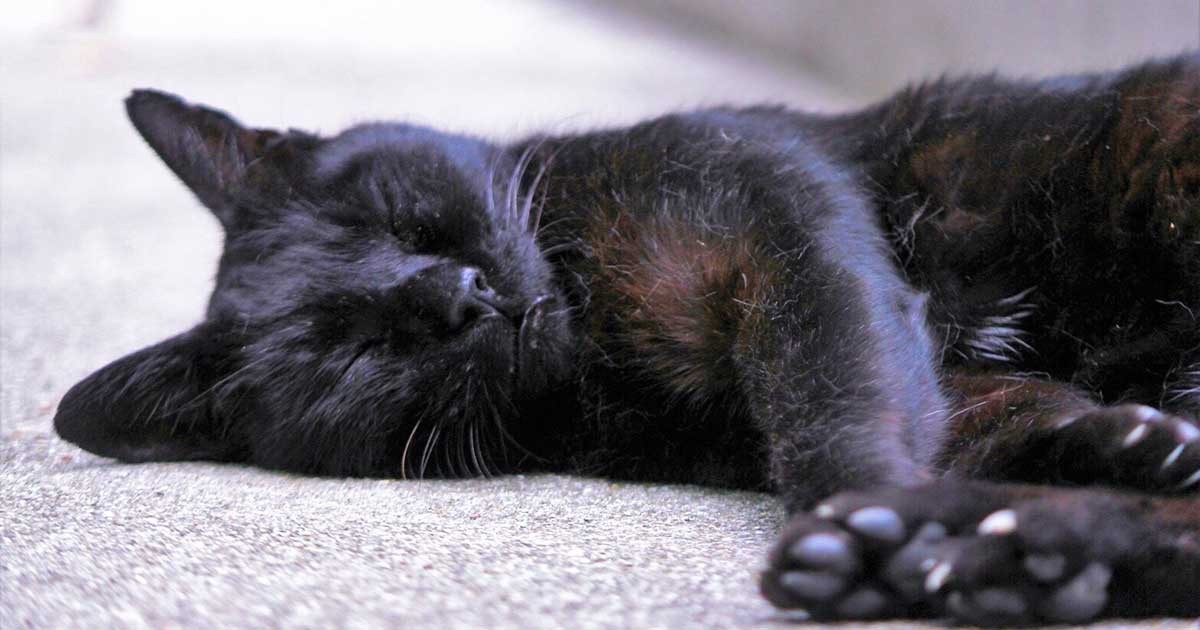 またね、斎藤さん 永眠した阪大の黒猫、学生に愛され写真集に | 「犬や