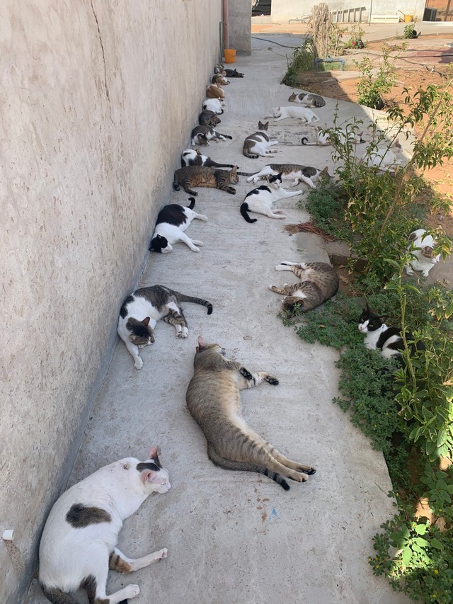 たくさんの猫ちゃんたちが寝そべっている投稿写真にTwitterで大きな反響を呼び、「楽園！」と歓喜する人が続出した（提供写真）