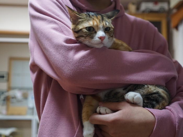 アルディの妹、シャイなミーヤ。兄妹共に家族が見つかりました