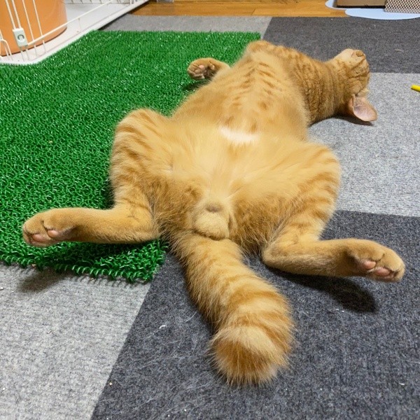 「猫の開き」になるリッツくん（画像提供：黎さん）