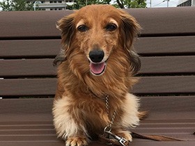 人にかまってもらうのが好き　ミニチュアダックスの「陽菜荼」