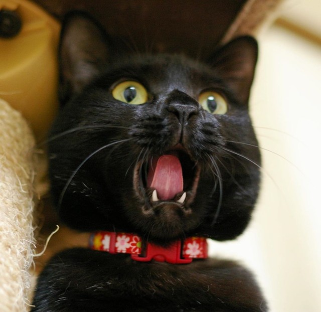 表情豊かなクーちゃんの百面相