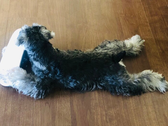 トーマス何してるのかな（さやかさん提供）