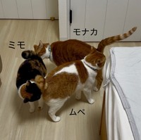 今回話題になった写真に写っているのは、正面から右回りにムぺくん、モナカくん、ミモちゃんです（画像提供：ほまなさん）