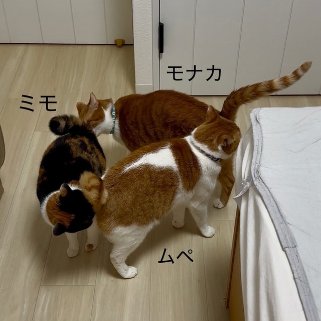 今回話題になった写真に写っているのは、正面から右回りにムぺくん、モナカくん、ミモちゃんです（画像提供：ほまなさん）