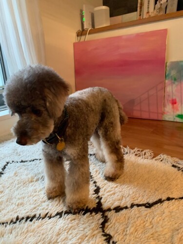 家に来た時　「ここが新しいおうちか」（早坂さん提供）