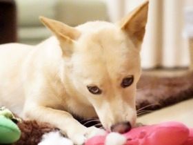 犬を迎え、キャリアウーマンの生活激変　家に直帰、母とも良好に