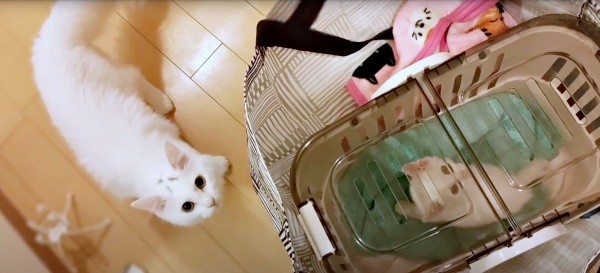 キャリーケースの中のるるさんの様子をうかがう先住のつくしちゃん（画像提供：あるくきくらげさん）
