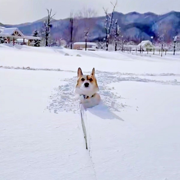 飛び跳ねながら前進するこいたろうくん（画像提供：看板犬こいたろうとtetさん）