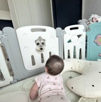 ベビーサークルの窓にすっぽり！娘さんと見つめ合うこんぶくんの表情が可愛すぎます！（こんぶくんの飼い主さんＸより）