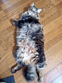 へそ天になってくつろぐたまちゃん（画像提供：ハナちゃん）