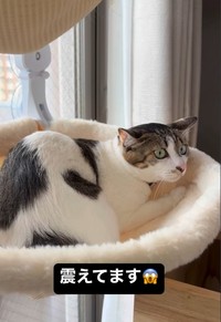 逃げればよかったにゃん…（飼い主さん提供、Instagramよりキャプチャ撮影）