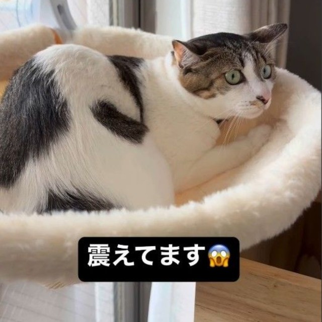 逃げればよかったにゃん…（飼い主さん提供、Instagramよりキャプチャ撮影）