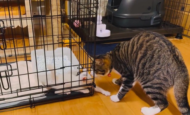 新入りのMINTさんに近付く先住猫のチョコくん（「Kamui_310」さん提供、Xよりキャプチャ撮影）