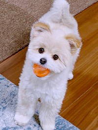 「一緒に遊ぼう？」 ボールをくわえてきたちくわくん（画像提供：ちくわ君 シーポメさん）