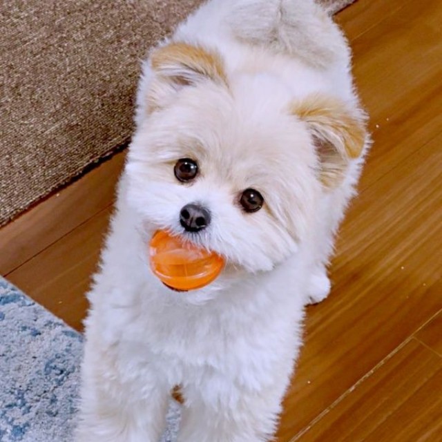 「一緒に遊ぼう？」 ボールをくわえてきたちくわくん（画像提供：ちくわ君 シーポメさん）