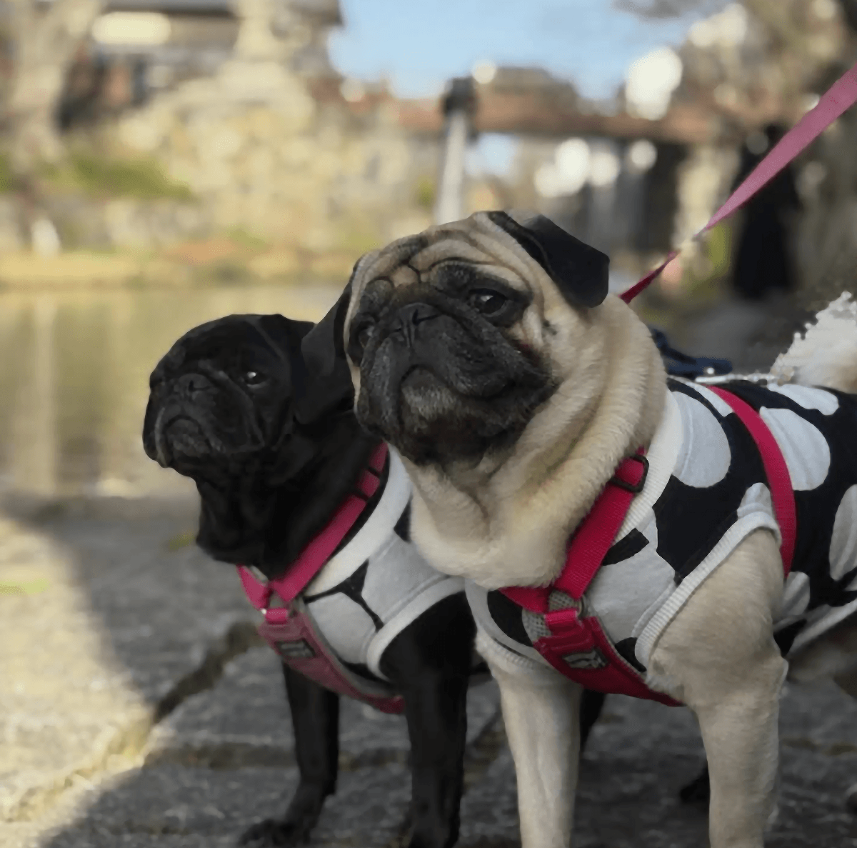 適度な距離感を保つ2頭（画像提供：とこたんさん）