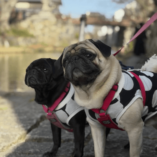 適度な距離感を保つ2頭（画像提供：とこたんさん）