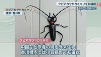 クビアカツヤカミキリ　香川県提供