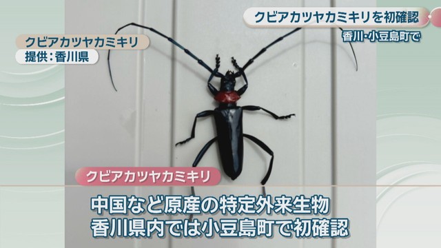 クビアカツヤカミキリ　香川県提供