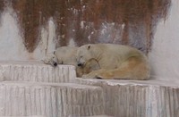 バフィンが怒らないか様子を見て添い寝に成功したゴーゴ（20140219 天王寺動物園提供）