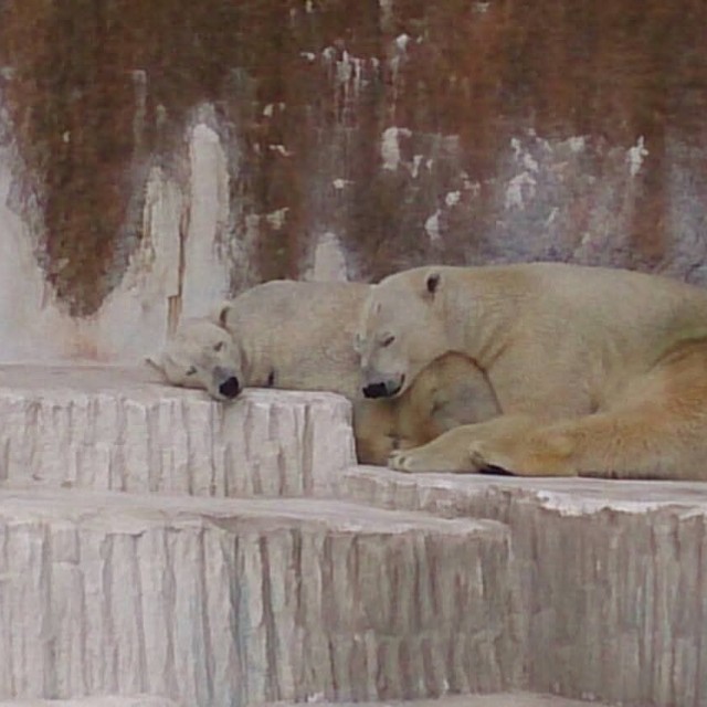 バフィンが怒らないか様子を見て添い寝に成功したゴーゴ（20140219 天王寺動物園提供）