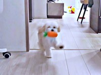 右、左、右…交互に足を高くあげながら走るぽてとくん（画像提供：マルプーのぽてとさん）