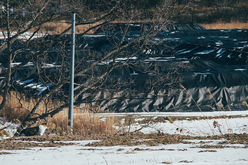 避難指示解除後はじめての元旦。放射性廃棄物を望む庭に響くのは風の音とカラスの鳴き声だけ（2018年1月1日撮影）