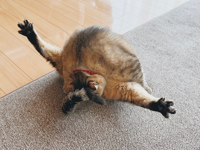 猫　毛づくろい 毛むくじゃら”の猫。毎日の毛づくろいの理由に納得 – ペトハピ