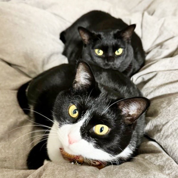 布団の上でくつろぐ（奥）くうちゃん、（手前）はちちゃん（画像提供：hachi_quuさん）