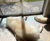 たっぷりの光を浴びて窓辺でくつろぐたすけくん（たすけのかあさんTwitterより）