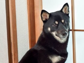 犬の筋肉の役割は７つ！　柴犬の筋肉を学ぶ②