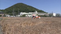 弘法大師ゆかりの地にたわわに実った「ダイシモチ」　特産もち麦の収穫始まる　香川・善通寺市
