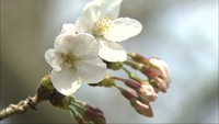岡山の桜が開花　平年より2日早く、満開は1週間から10日後